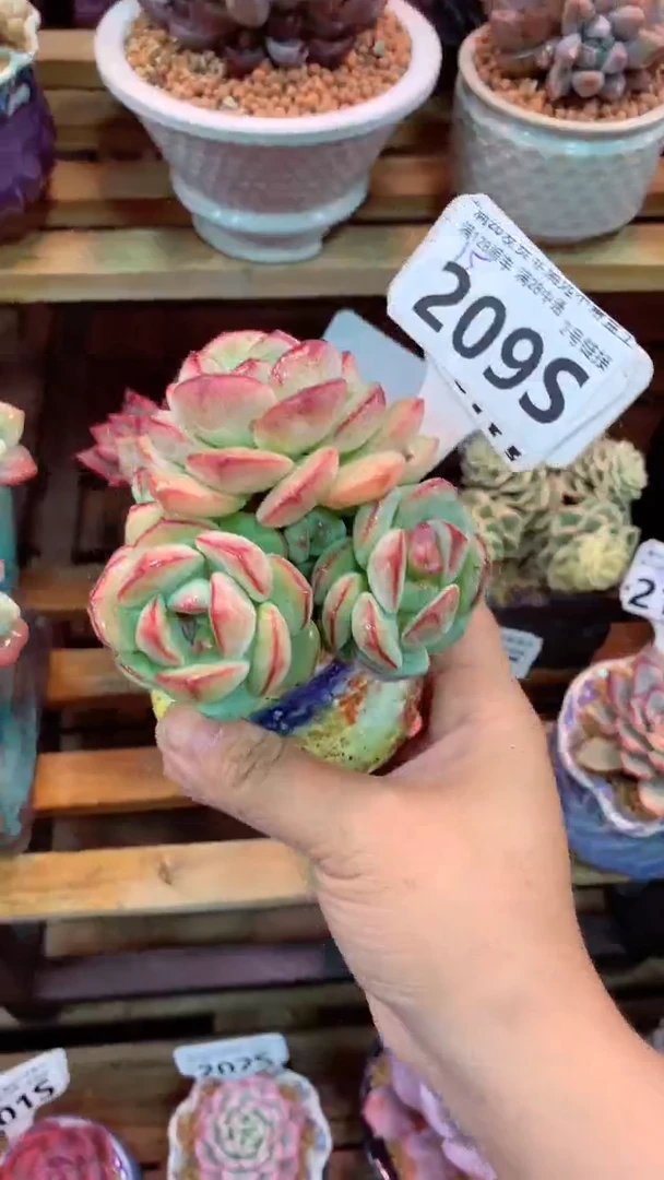 209S（一物一拍实付满28发货，默认不带盆土）