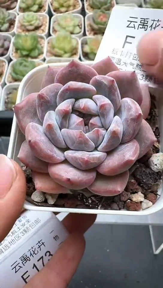 171F云禹多肉植物 默认脱土纸巾打包 3颗包邮