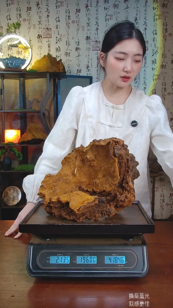 松针层孔菌中国大陆【藏区 野生】松树桑黄（4.27斤）50-60年份
