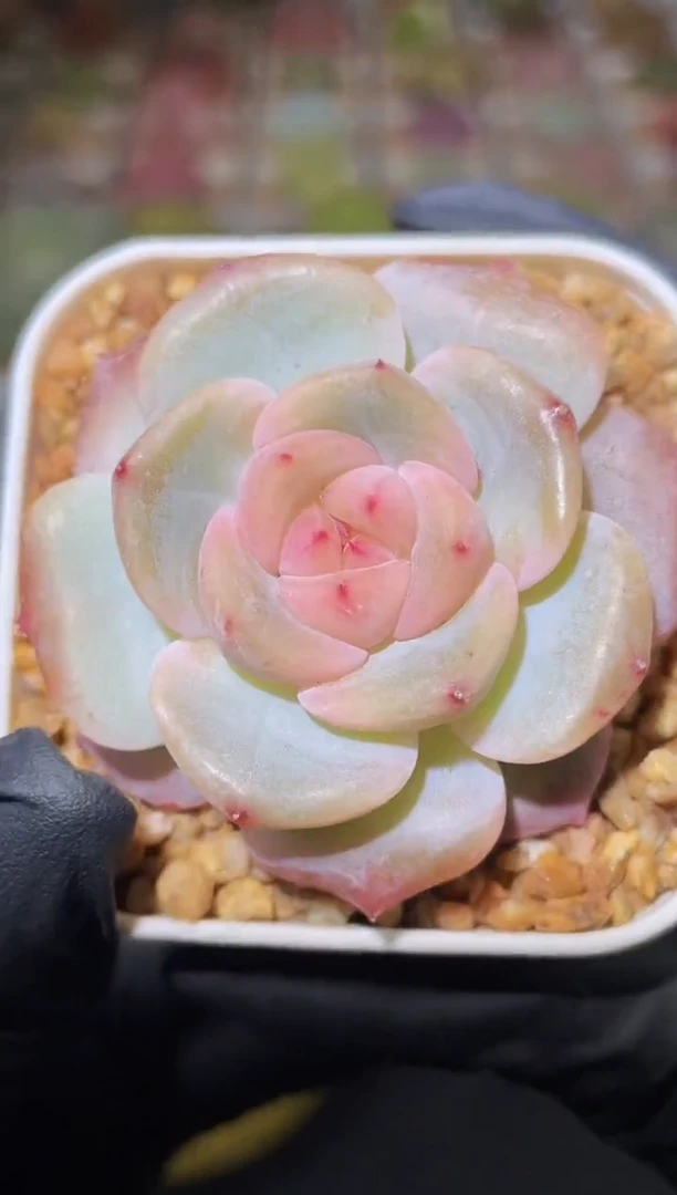 闪购2595 糯米饭多肉一颗  4厘米