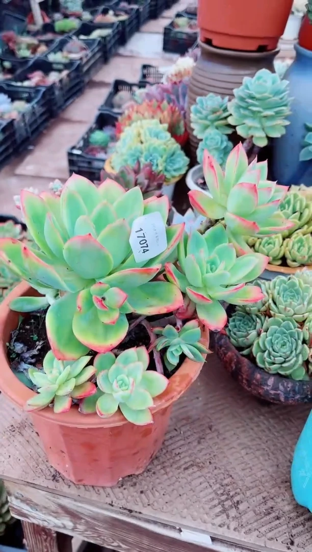 ୧****?17074多肉植物一物一拍