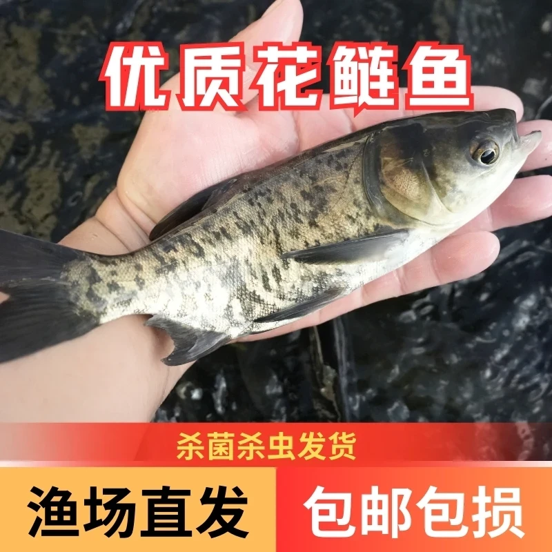 活体鱼四川花鲢大头鱼 胖头鱼 观赏水族淡水饲养