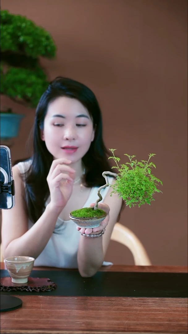 无花朵黄荆盆景盆景盆景