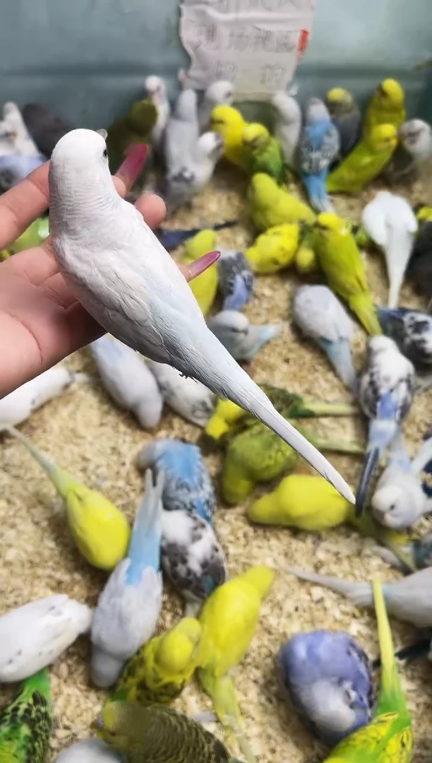 虎皮鹦鹉虎皮鹦鹉竞猜