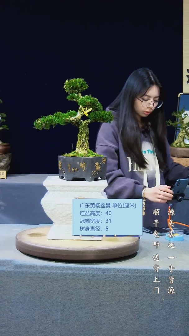 【闪购商品】雀舌黄杨盆景雀舌黄杨盆景