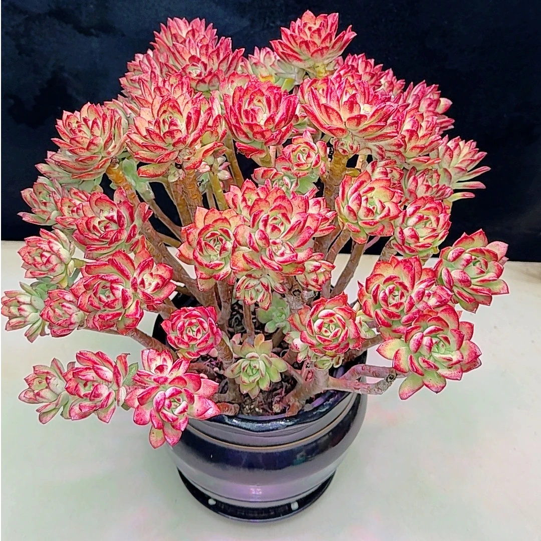 【超大沙漠红玫瑰】30个头年宵花四季长红好养耐寒家庭室内花卉盆栽