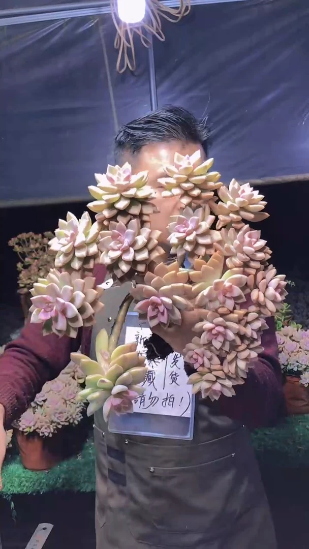235淡雪缀化一物一拍