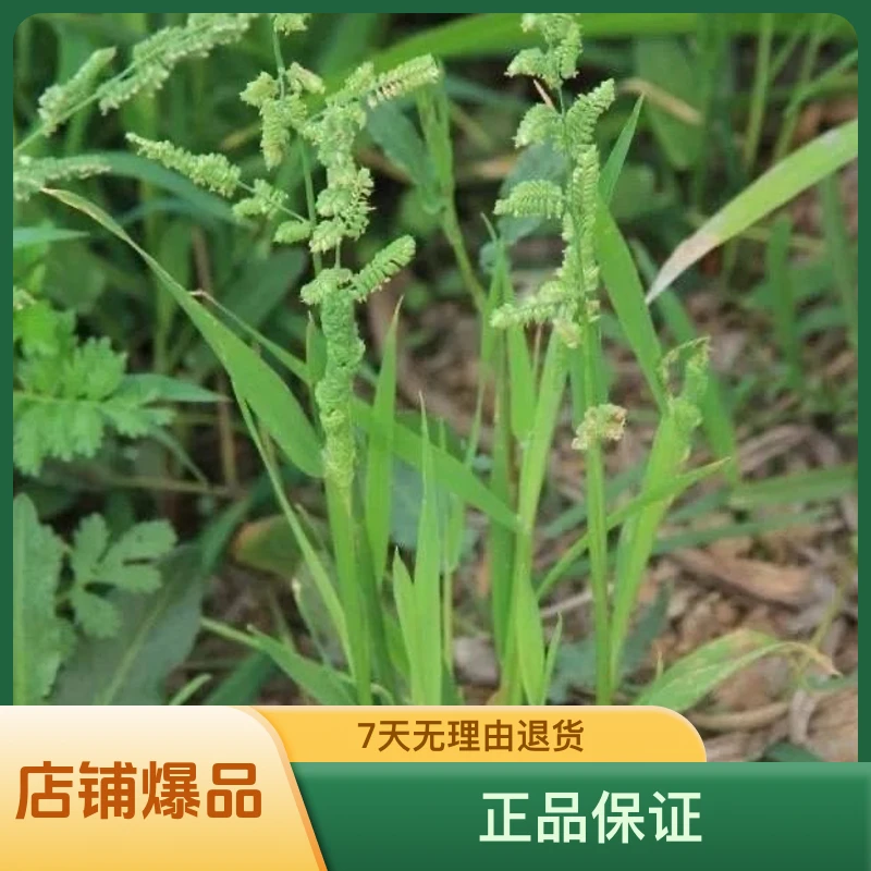 正品棒棒草籽洪湖棒棒草籽批发种子出售龙虾食叶草养殖专用低温草