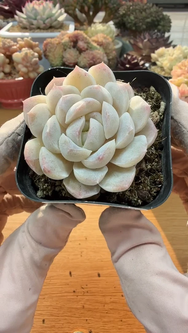 东云多肉园二店-02