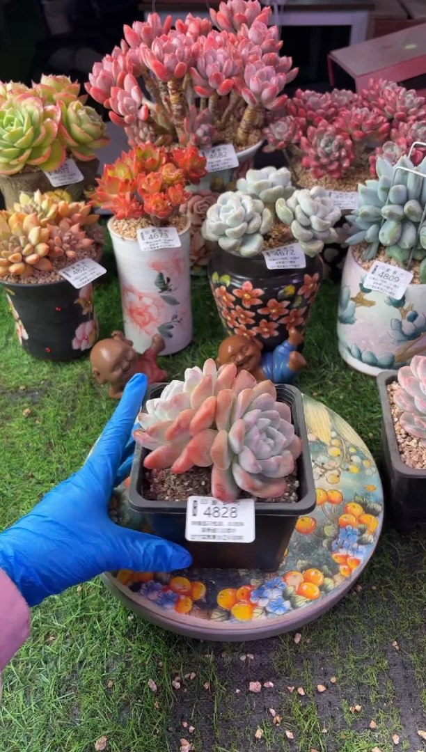 昆明印象多肉4828