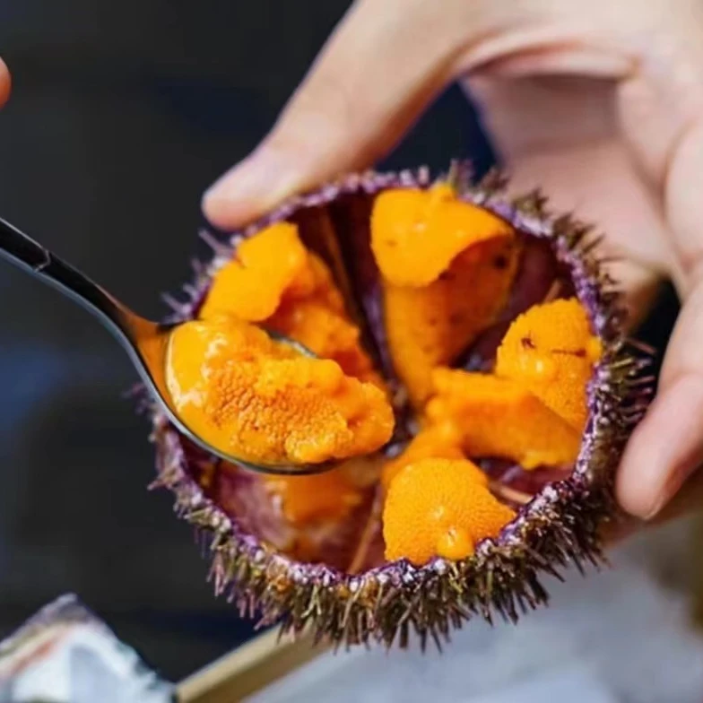 精品海胆黄冷冻发货