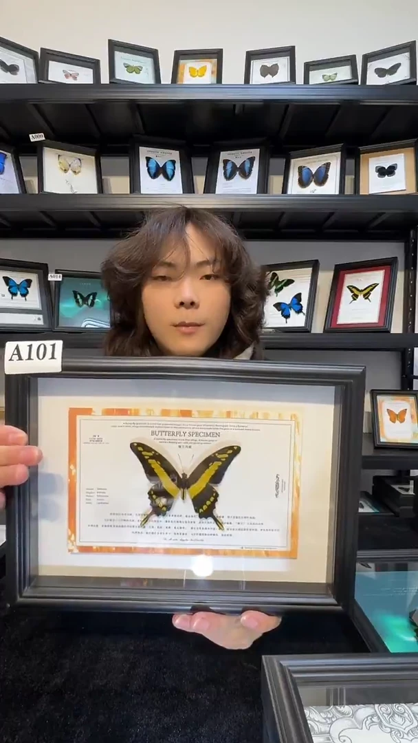 玻璃真实蝴蝶标本