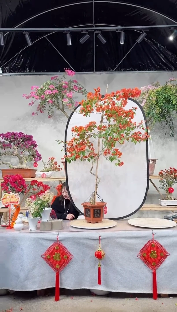 【闪购商品】盆景暗斑日落