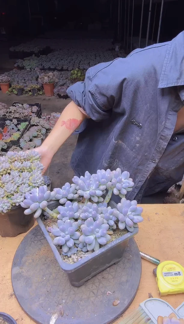 夜*2741汤圆一物一拍