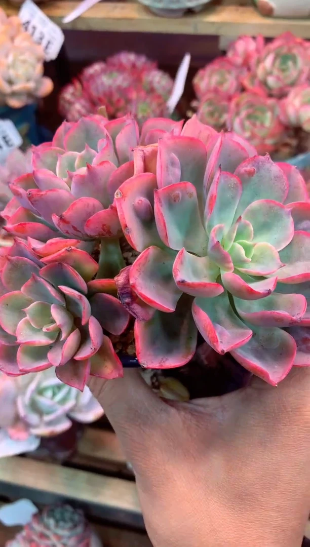 425E（一物一拍，精品多肉，w所见即所得