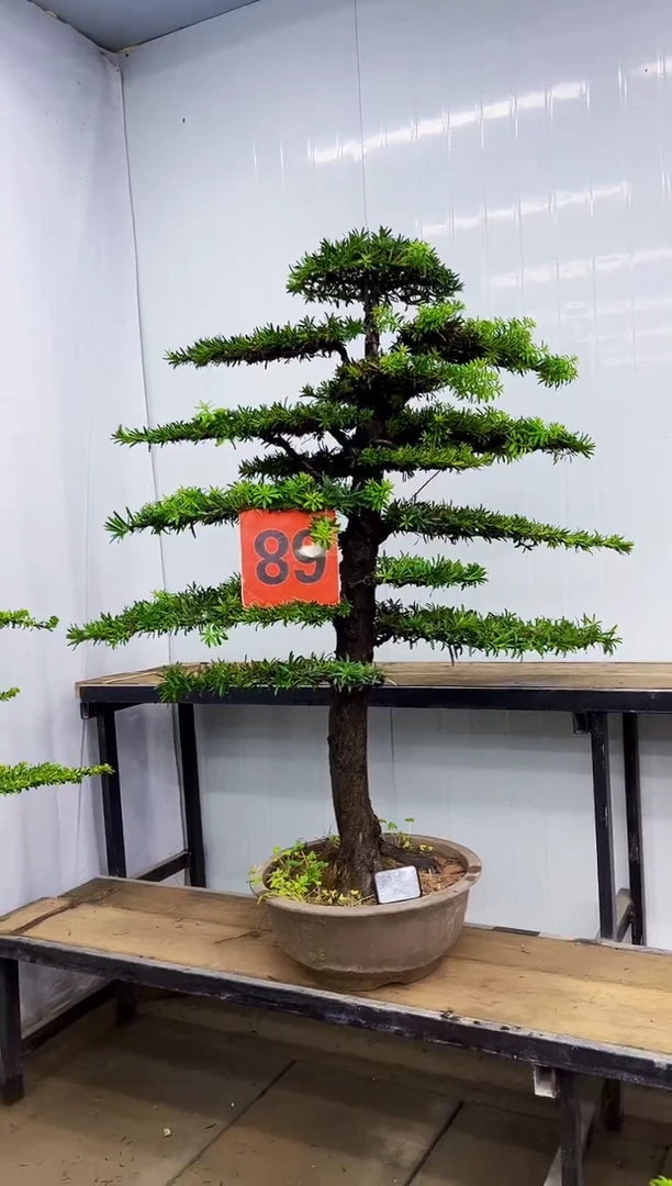 无花朵一物一拍，所见即所得