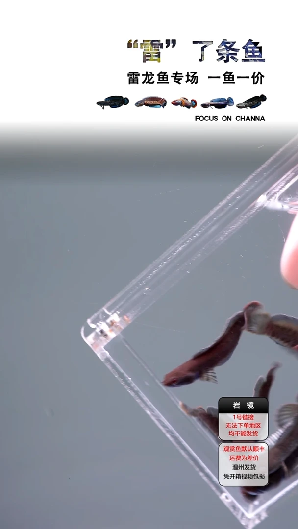 雷龙奶茶雷龙4-5cm全品一条