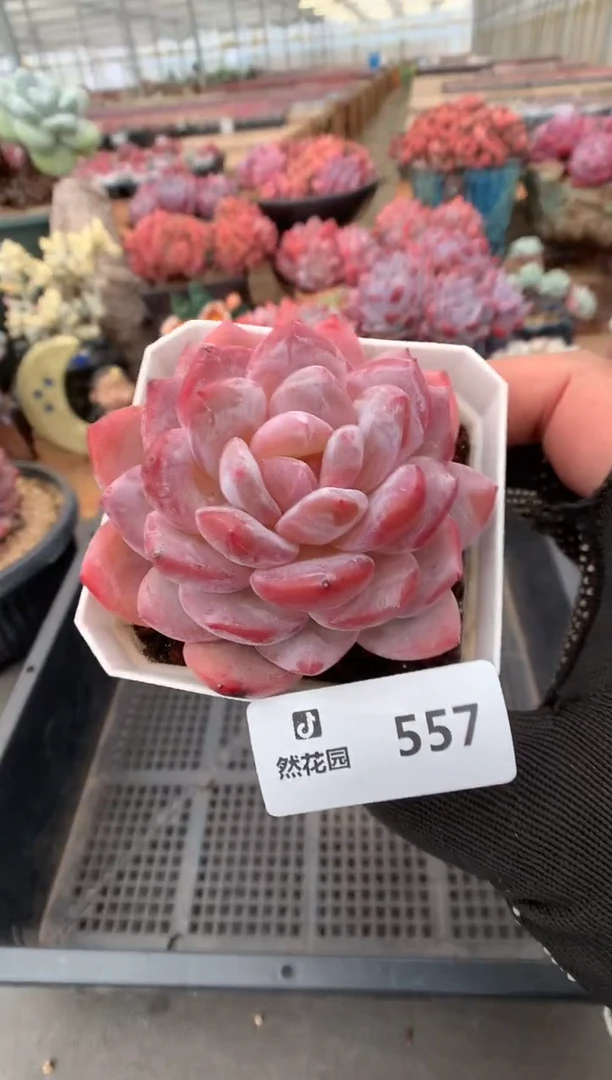 557雪天使一物一拍