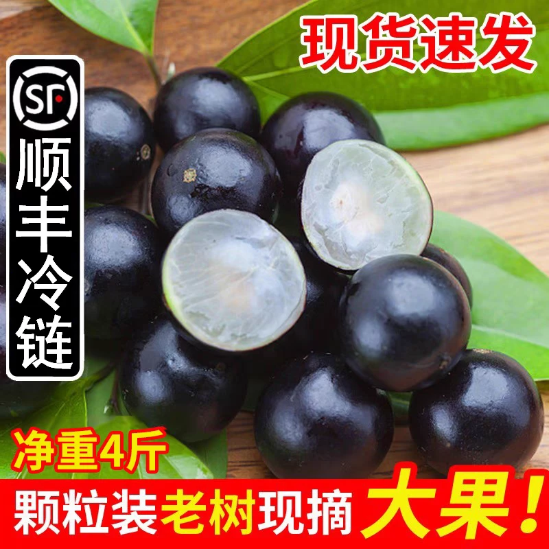 【顺丰次日达】大果沙巴嘉宝果沙巴树葡萄新鲜水果树葡萄现摘孕妇罕见稀有水果当季170g福建省