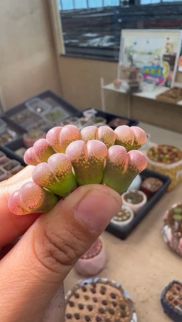 537多肉植物c10一颗