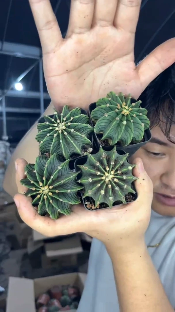 4颗 泰系 纯肋骨【实生根】