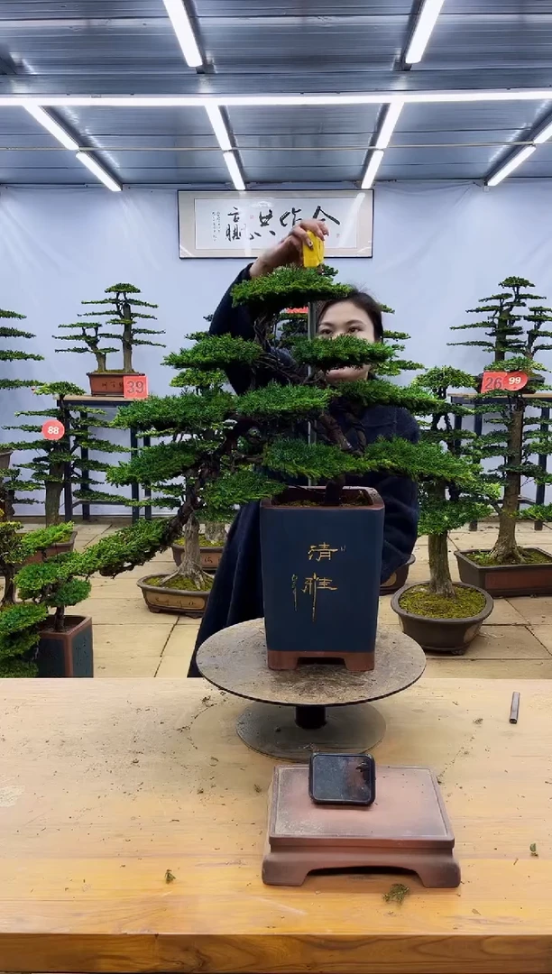 【闪购商品】高端盆景一物一拍，所见即所得