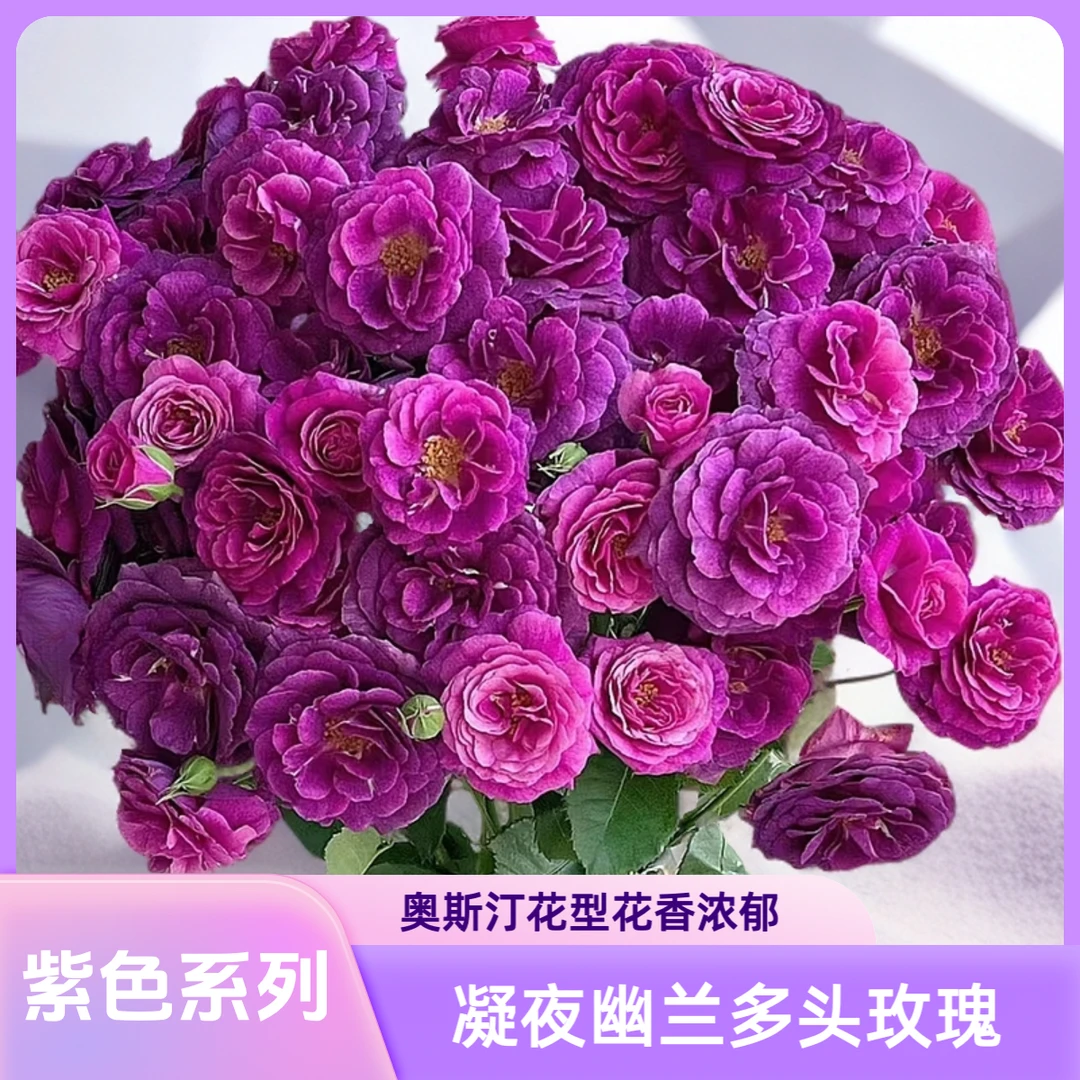 【AAA级凝夜幽兰多头泡泡玫瑰】高级暗紫色系，玫瑰古典浓香