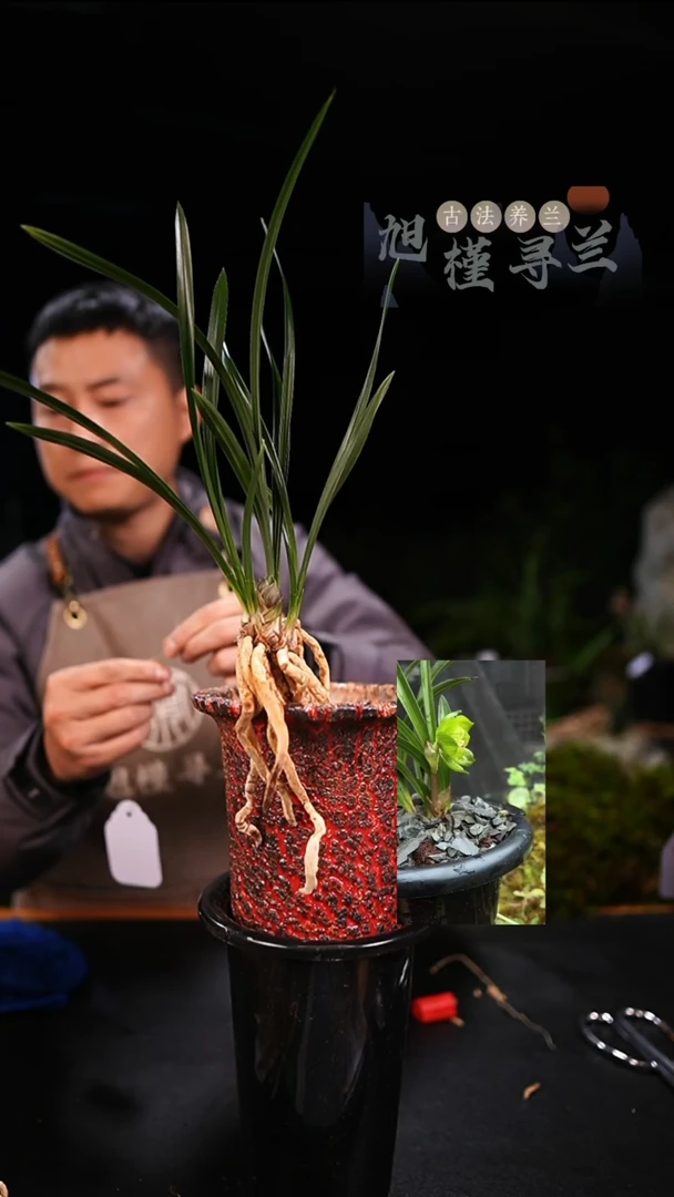 全部花苞海**1春兰绿云（3苗草带花苞）