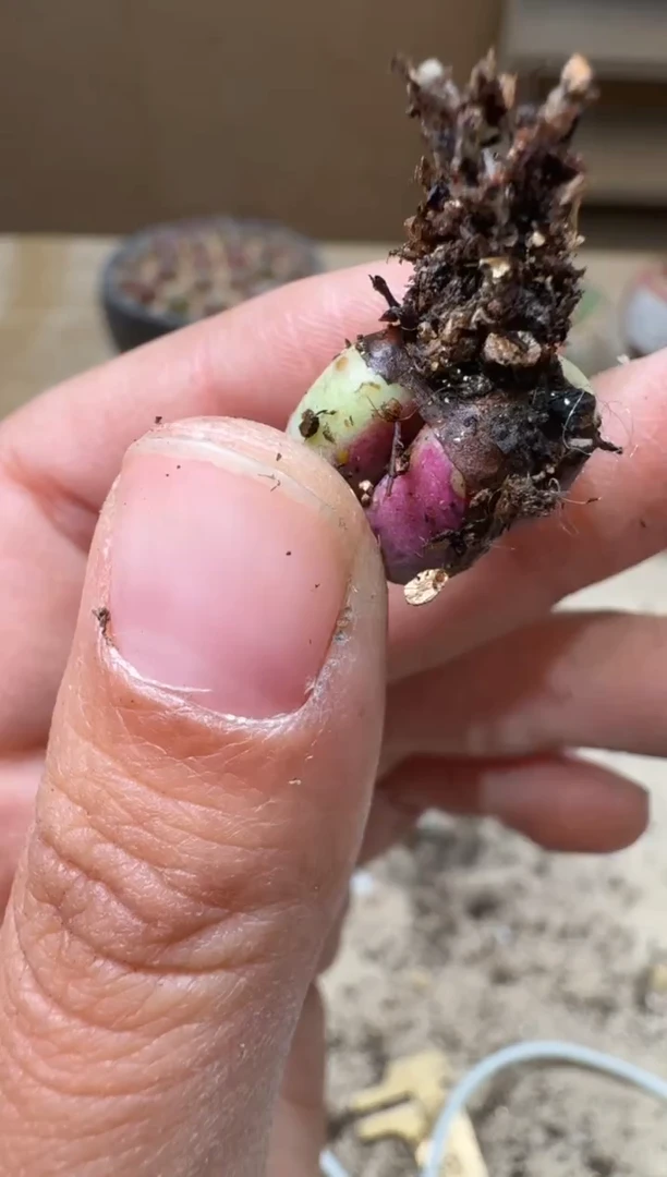 17-133多肉植物肉锥