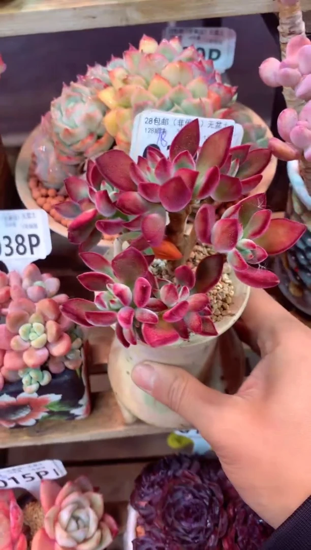 037P（一物一拍，精品多肉，所见即所得 ）