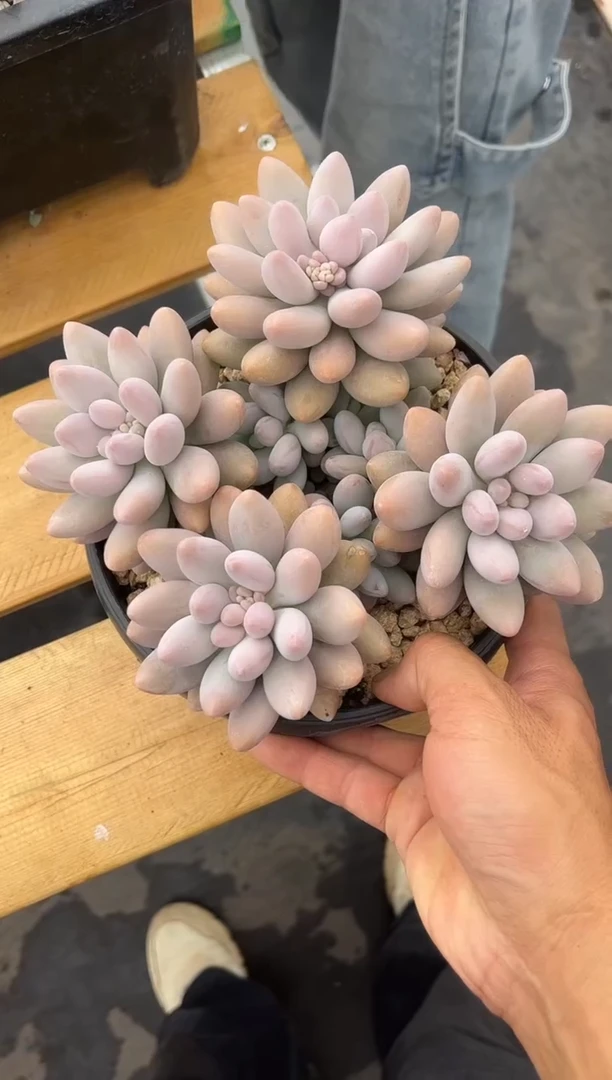 密多莉