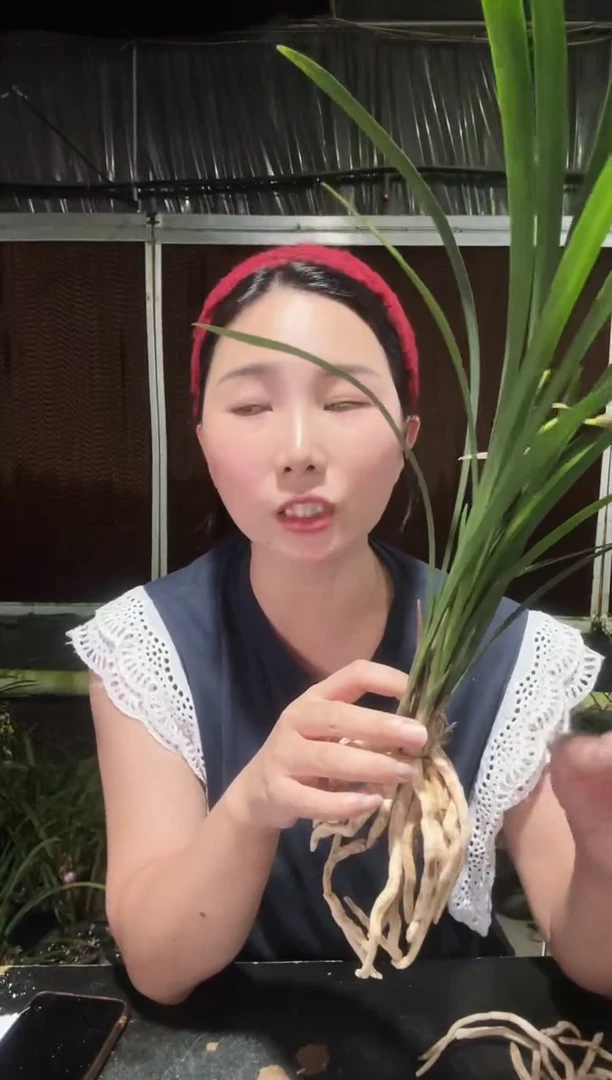 无花朵蕙兰红香妃3苗