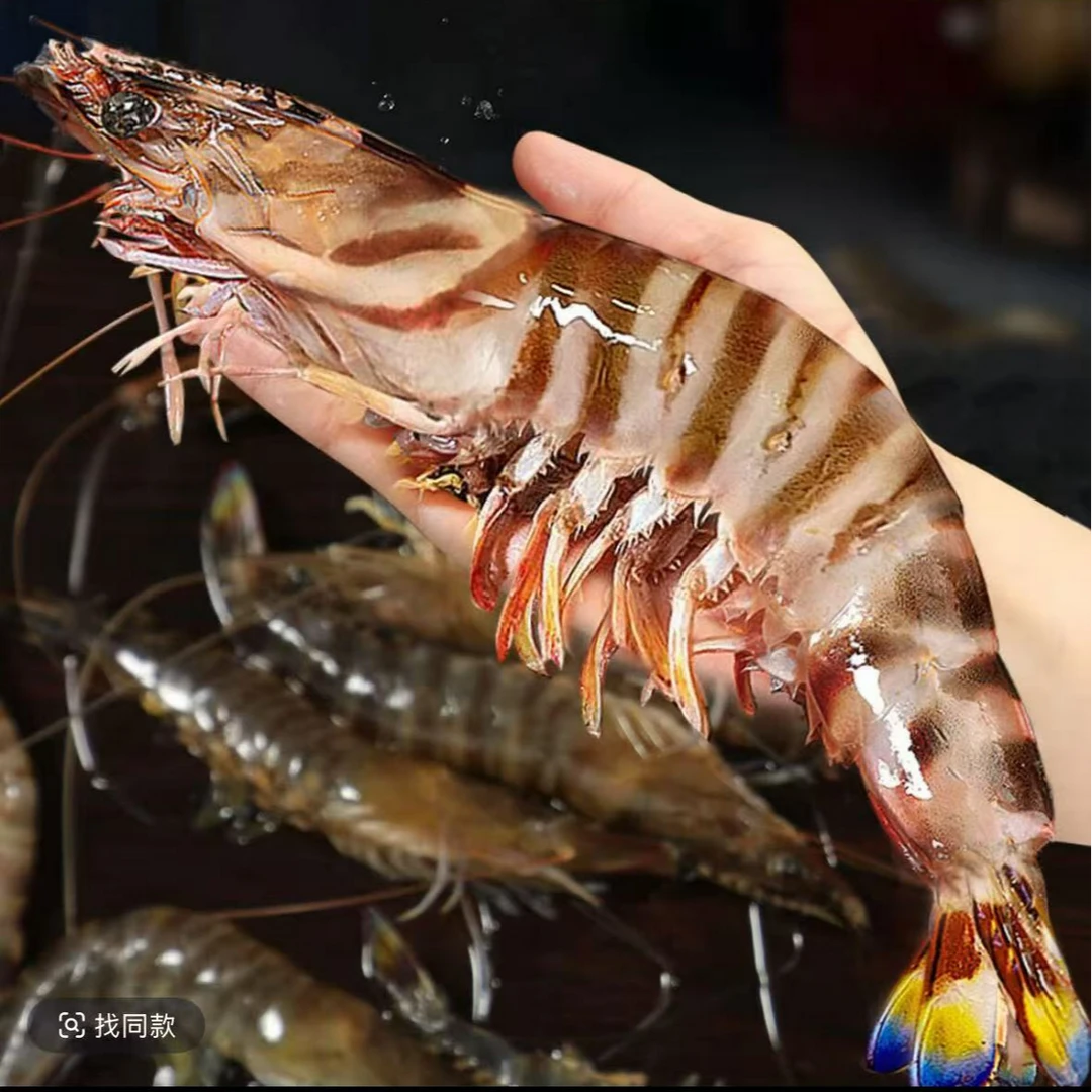 3野生竹节虾/斑节虾/花虾大号（每斤11-12只）2斤 鲜活速冻顺丰发