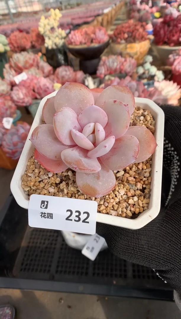 232奶茶多肉植物一物一拍