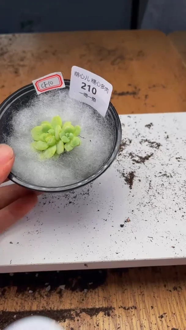 210多肉植物多肉植物