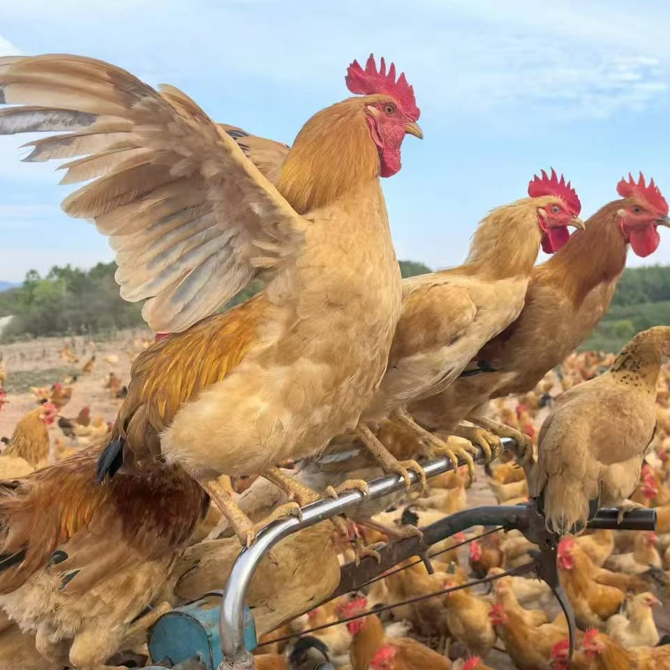 全程玉米野菜虫子喂养放养生态跑山鸡（假一赔百）