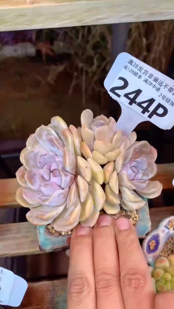 244P（一物一拍实付满28发货，默认不带盆土）