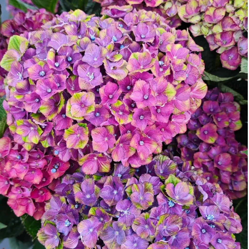 夏洛特绣球花紫红色小2加仑后期可能花色会变 开花/少量花苞发货