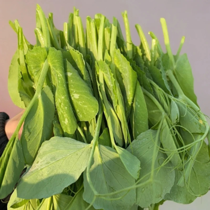 豌豆尖豌豆苗新鲜时令蔬菜火锅配菜当季菜
