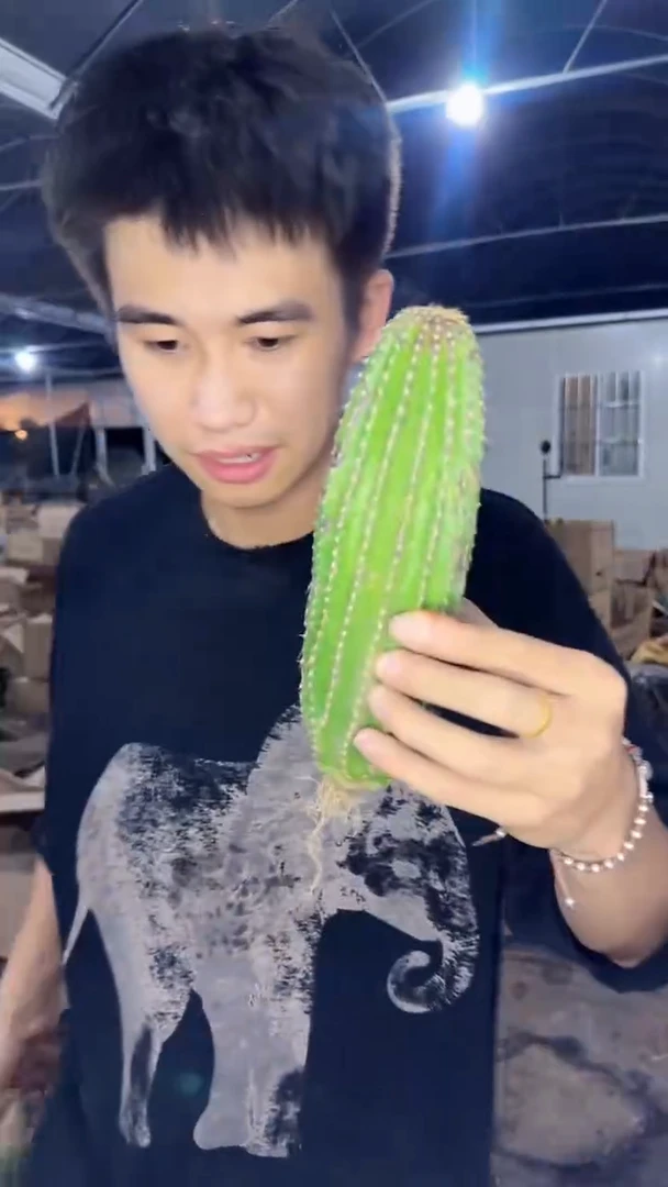 2颗 单头 大凤龙【带根】高13-16cm