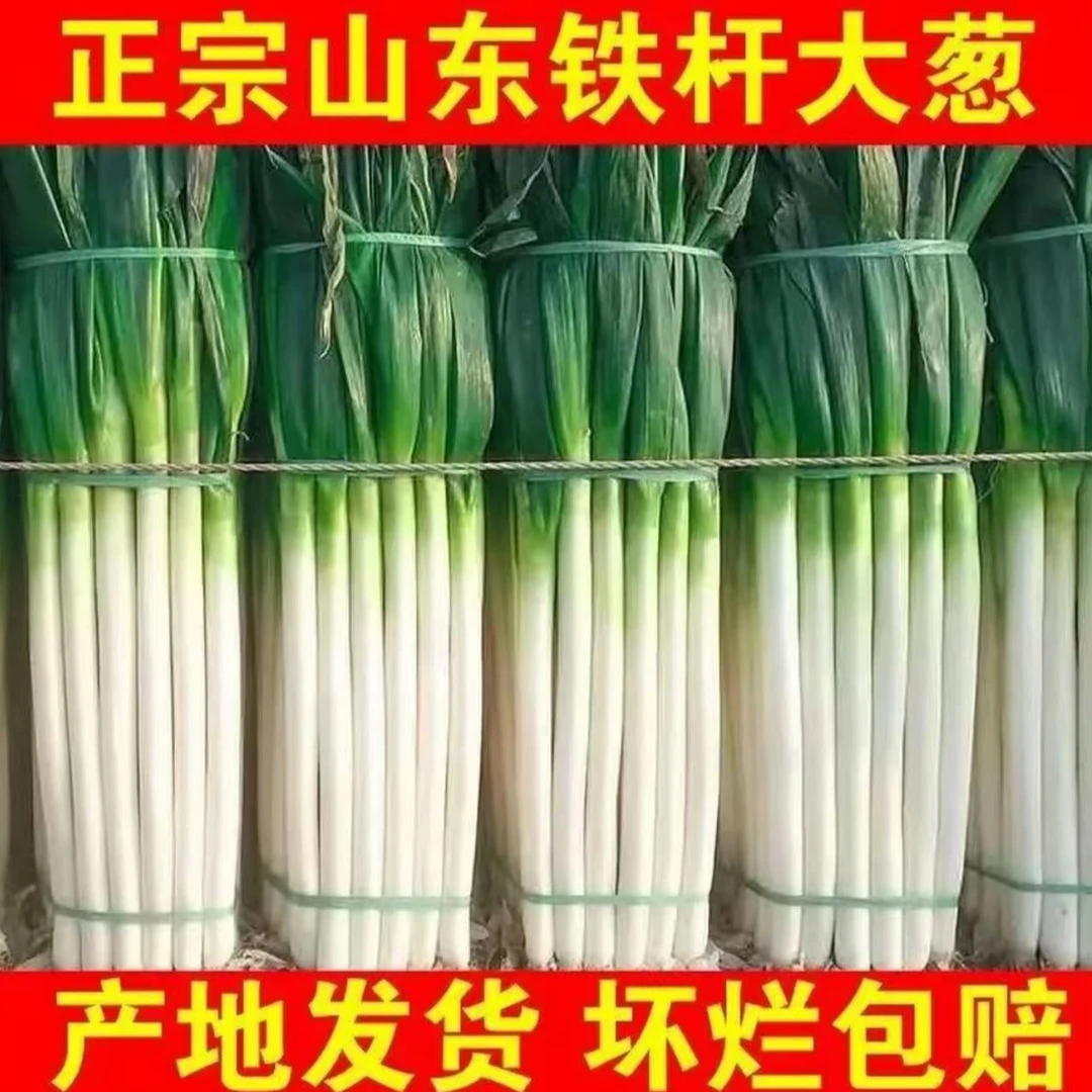 B新鲜现挖山东铁杆大葱带土带皮去半叶蔬菜甜脆可口