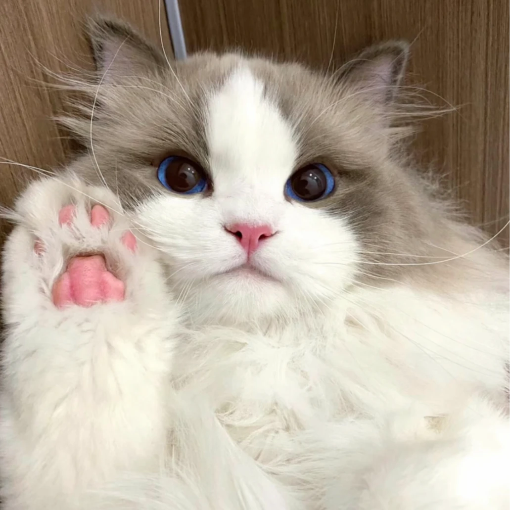 霞姐家的定制相册（悦）