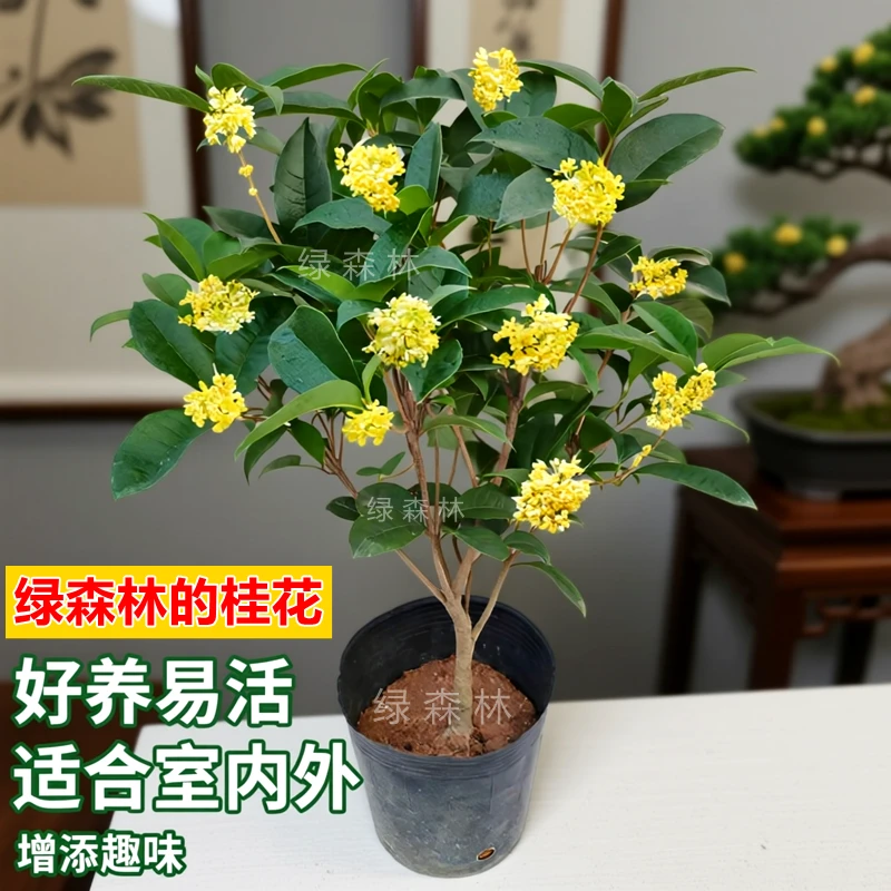四季桂花盆栽花开四季带花苞桂花树室内外浓香型开花植物阳台好养