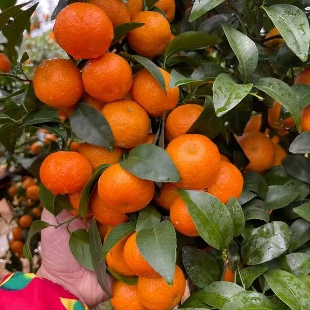 正宗广西桂林砂糖桔纯甜无酸皮薄肉厚多汁无核化渣新鲜采摘