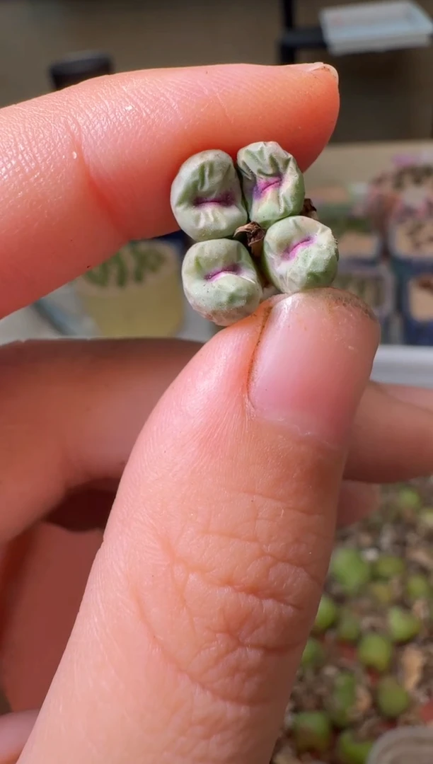 5-601多肉植物肉锥