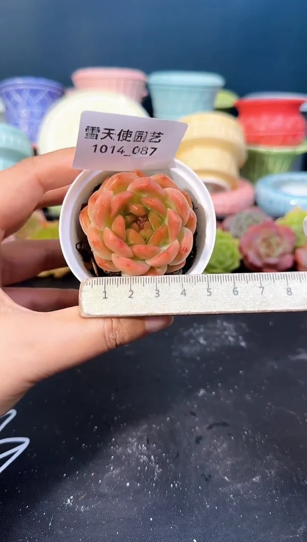 1014- 087 青山 （冠幅 5 cm）