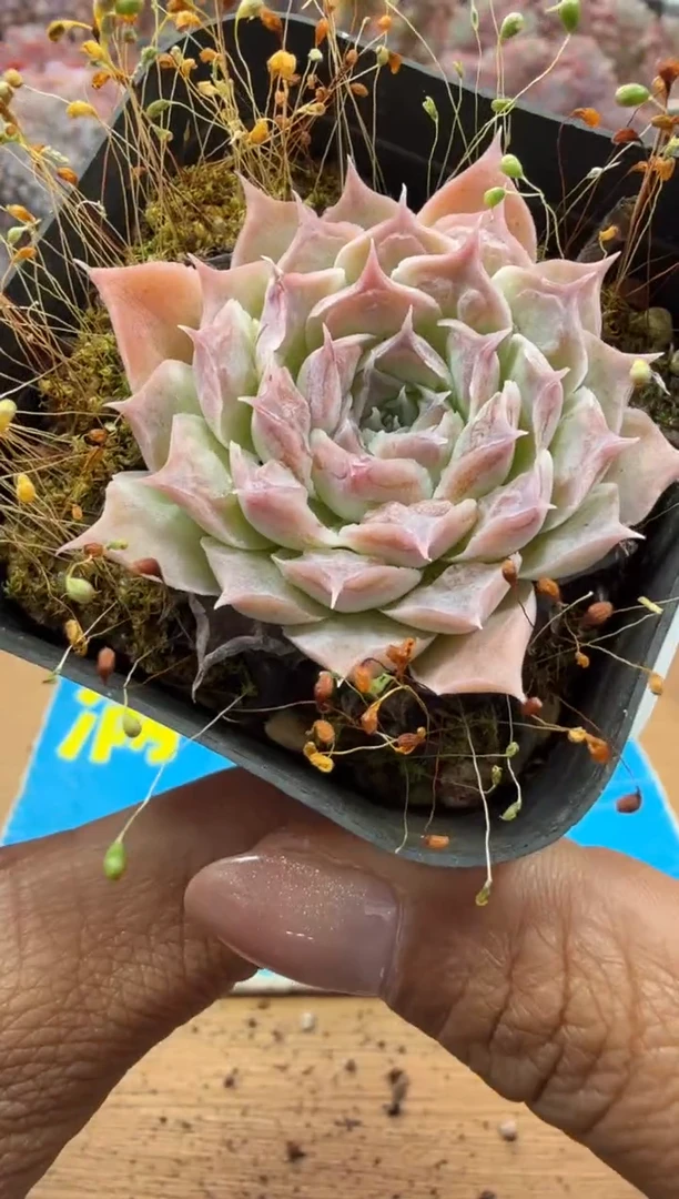 东云多肉园二店-136