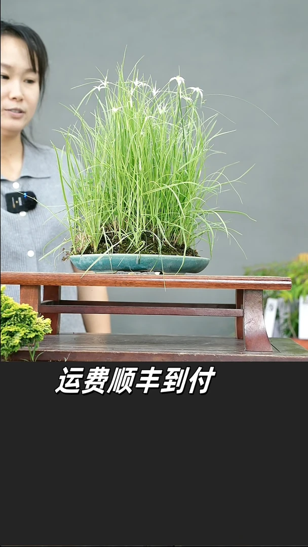 无花朵23
