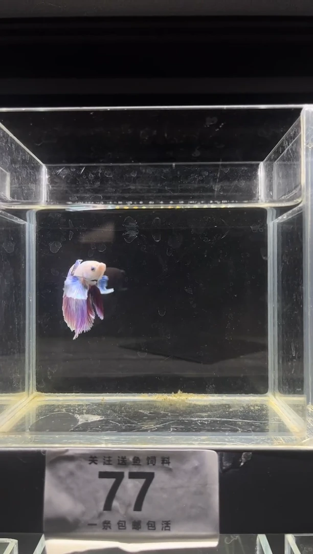 海水鱼斗鱼竟拍连接78