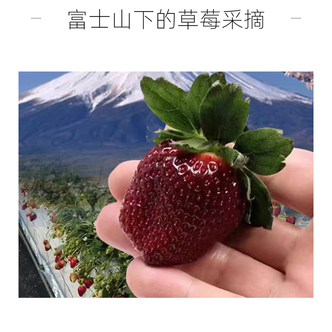 真红美玲（日本黑珍珠）